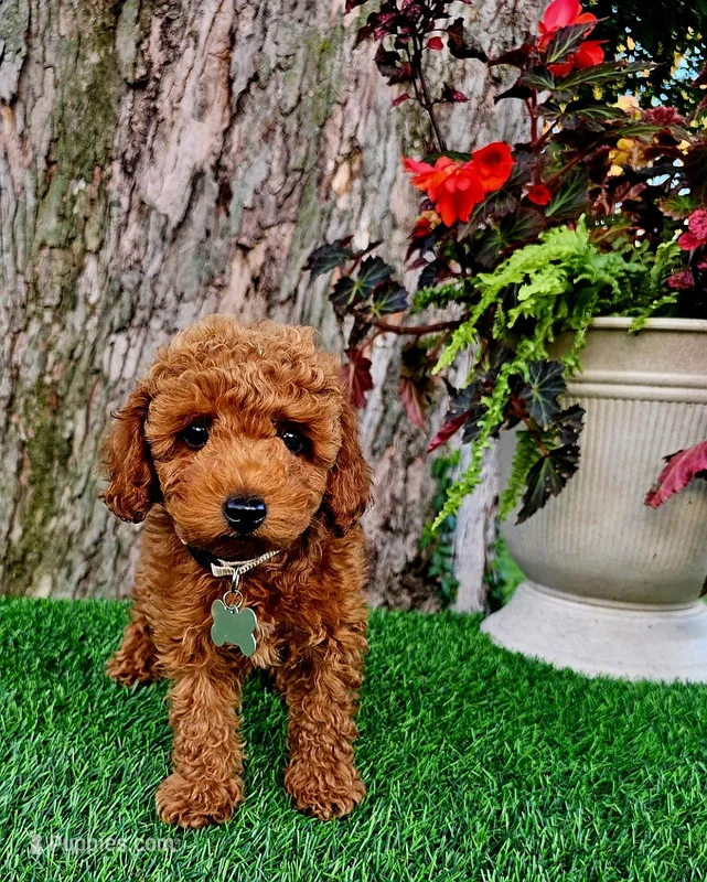Remy – Poodle - Toy  puppy for sale in Indianapolis, IN