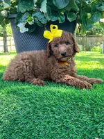 Elsie (micro mini), a female Goldendoodle for sale in Indianapolis, IN – 3 of 9