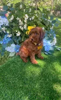 Ella (micro), a female Goldendoodle and Miniature Goldendoodle for sale in Indianapolis, IN – 2 of 4