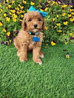 Dutchess  (miniature), a female Goldendoodle and Miniature Goldendoodle for sale in Indianapolis, IN – 6 of 6