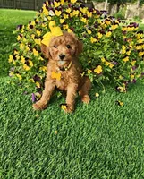 Penny, a female Miniature Goldendoodle for sale in Indianapolis, IN – 3 of 8
