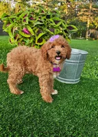 Elsie (miniature), a female Miniature Goldendoodle for sale in Indianapolis, IN – 2 of 8