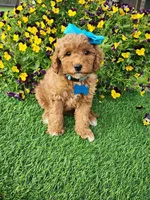 Dutchess  (miniature), a female Goldendoodle and Miniature Goldendoodle for sale in Indianapolis, IN – 3 of 6