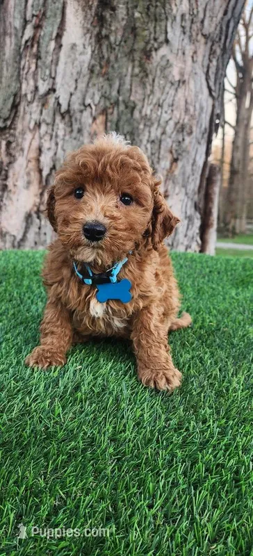 Barry  (miniature) – Goldendoodle, Miniature Goldendoodle puppy for sale in Indianapolis, IN