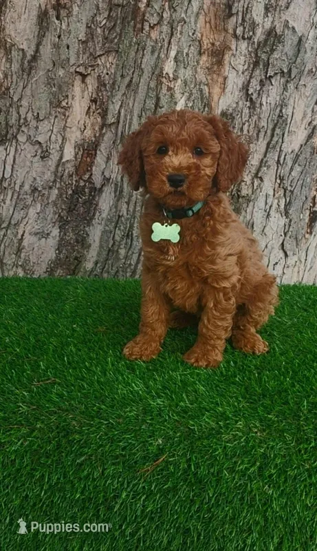 Alec (miniature) – Goldendoodle, Miniature Goldendoodle puppy for sale in Indianapolis, IN