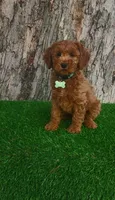 Alec (miniature), a male Goldendoodle and Miniature Goldendoodle for sale in Indianapolis, IN – Photo 1 of 5