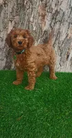 Alec (miniature), a male Goldendoodle and Miniature Goldendoodle for sale in Indianapolis, IN – Photo 5 of 5