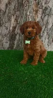 Alec (miniature), a male Goldendoodle and Miniature Goldendoodle for sale in Indianapolis, IN – Photo 2 of 5