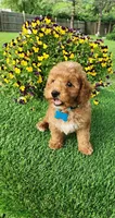 Perry, a male Goldendoodle and Miniature Goldendoodle for sale in Indianapolis, IN – 6 of 9