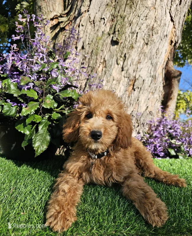 Alvin – Goldendoodle, Miniature Goldendoodle puppy for sale in Indianapolis, IN