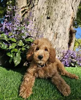 Alvin, a male Goldendoodle and Miniature Goldendoodle for sale in Indianapolis, IN – 1 of 1