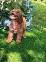 Griffin (micro), a male Miniature Goldendoodle for sale in Indianapolis, IN – 2 of 3