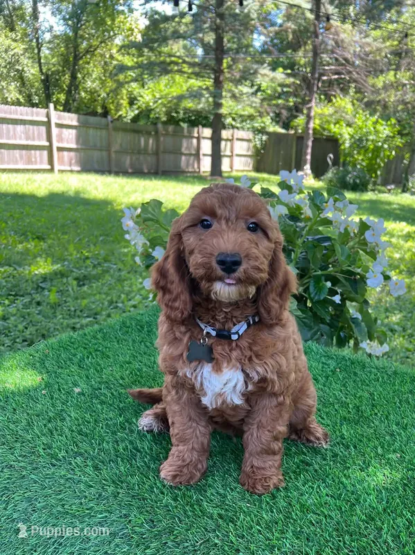 Brody (miniature) – Goldendoodle, Miniature Goldendoodle puppy for sale in Indianapolis, IN