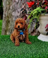 Rhett, a male Poodle - Toy  for sale in Indianapolis, IN – 4 of 8