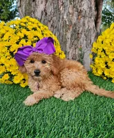 Harper, a female Goldendoodle and Miniature Goldendoodle for sale in Indianapolis, IN – 5 of 6