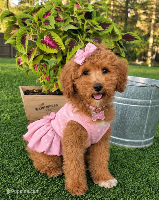 Elsie (medium) – Goldendoodle, Miniature Goldendoodle puppy for sale in Indianapolis, IN