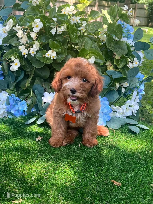 Griffin (micro) – Miniature Goldendoodle puppy for sale in Indianapolis, IN