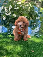 Griffin (micro), a male Miniature Goldendoodle for sale in Indianapolis, IN – 1 of 3