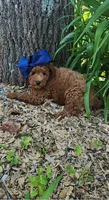 Penny (micro), a female Goldendoodle and Miniature Goldendoodle for sale in Indianapolis, IN – 3 of 5