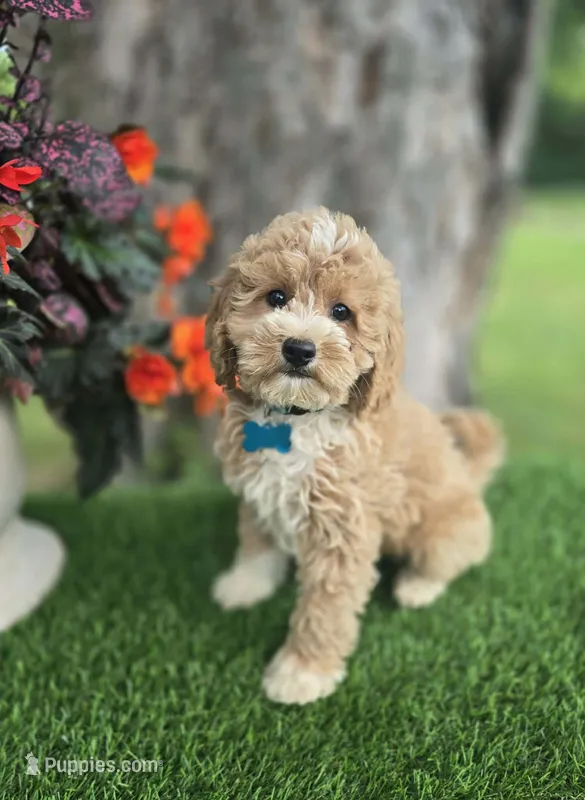 Byron (miniature) – Goldendoodle, Miniature Goldendoodle puppy for sale in Indianapolis, IN
