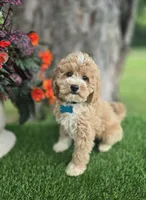Byron (miniature), a male Goldendoodle and Miniature Goldendoodle for sale in Indianapolis, IN – 1 of 1