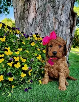 Betsy (miniature), a female Goldendoodle for sale in Indianapolis, IN – 2 of 6
