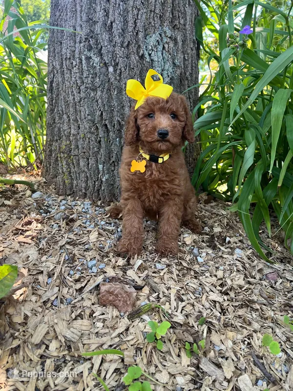 Elsie (micro mini) – Goldendoodle puppy for sale in Indianapolis, IN