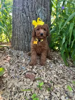 Elsie (micro mini), a female Goldendoodle for sale in Indianapolis, IN – 1 of 9