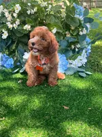 Griffin (micro), a male Miniature Goldendoodle for sale in Indianapolis, IN – 3 of 3