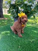 Elsie (micro mini), a female Goldendoodle for sale in Indianapolis, IN – 2 of 9
