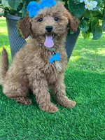 Gabby (micro), a female Goldendoodle and Miniature Goldendoodle for sale in Indianapolis, IN – 3 of 10