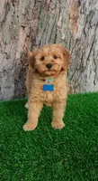Milo (miniature), a male Goldendoodle and Miniature Goldendoodle for sale in Indianapolis, IN – Photo 1 of 5
