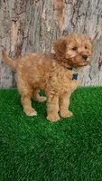 Milo (miniature), a male Goldendoodle and Miniature Goldendoodle for sale in Indianapolis, IN – Photo 5 of 5