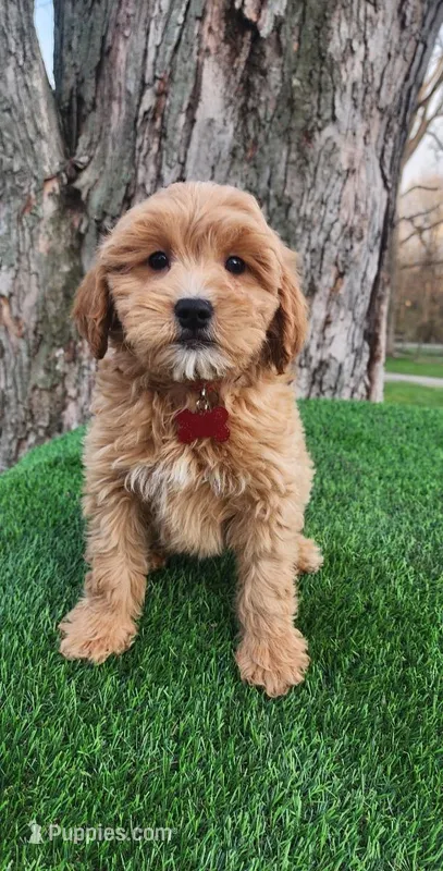 Milo (miniature) – Goldendoodle, Miniature Goldendoodle puppy for sale in Indianapolis, IN
