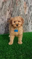 Milo (miniature), a male Goldendoodle and Miniature Goldendoodle for sale in Indianapolis, IN – Photo 2 of 5