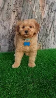 Milo (miniature), a male Goldendoodle and Miniature Goldendoodle for sale in Indianapolis, IN – Photo 4 of 5