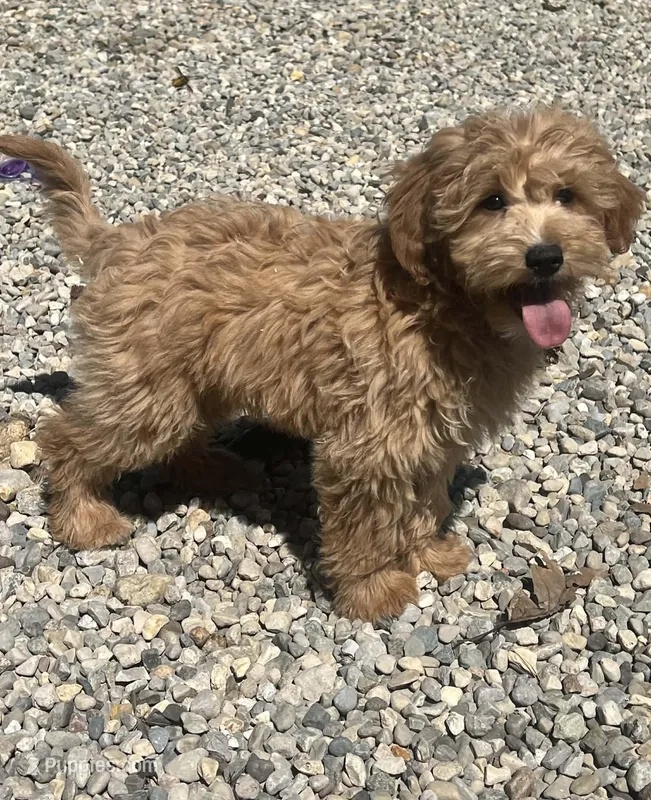 Milo (miniature) – Goldendoodle, Miniature Goldendoodle puppy for sale in Indianapolis, IN