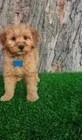 Milo (miniature), a male Goldendoodle and Miniature Goldendoodle for sale in Indianapolis, IN – Photo 3 of 5