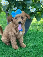 Gabby (micro), a female Goldendoodle and Miniature Goldendoodle for sale in Indianapolis, IN – 7 of 10