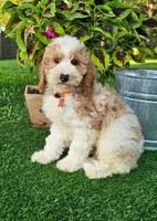 Branson (miniature), a male Goldendoodle and Miniature Goldendoodle for sale in Indianapolis, IN – 4 of 5