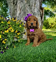 Gabby (miniature), a female Goldendoodle and Miniature Goldendoodle for sale in Indianapolis, IN – 6 of 10