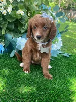 Elanor, a female Goldendoodle for sale in Indianapolis, IN – 4 of 4