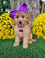 Harper, a female Goldendoodle and Miniature Goldendoodle for sale in Indianapolis, IN – 6 of 6