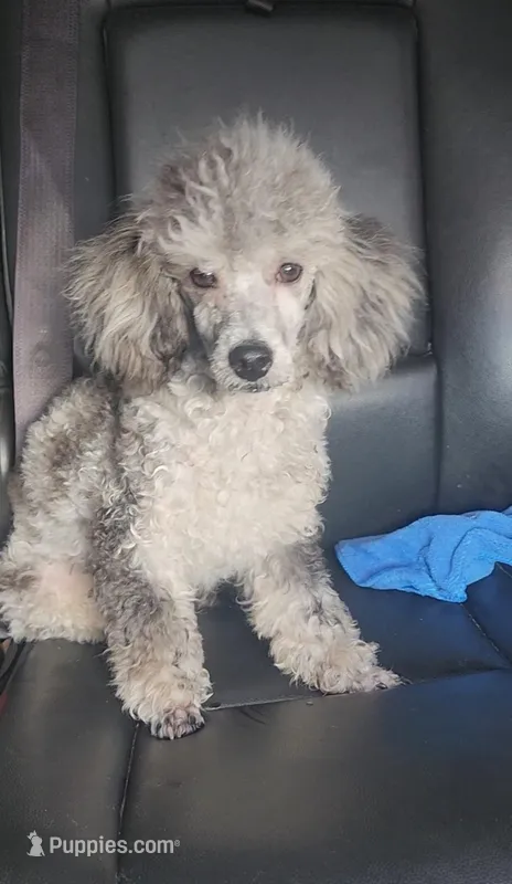 Simon – Poodle - Toy  puppy for sale in Indianapolis, IN