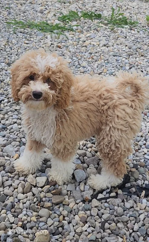 Byron (miniature) – Goldendoodle, Miniature Goldendoodle puppy for sale in Indianapolis, IN