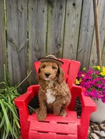 Ranger Joe (miniature), a male Goldendoodle and Miniature Goldendoodle for sale in Indianapolis, IN – Photo 6 of 6