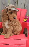 Ranger Joe (miniature), a male Goldendoodle and Miniature Goldendoodle for sale in Indianapolis, IN – Photo 2 of 6