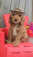 Ranger Joe (miniature), a male Goldendoodle and Miniature Goldendoodle for sale in Indianapolis, IN – Photo 4 of 6