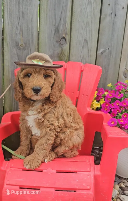 Ranger Joe (miniature), a male Goldendoodle and Miniature Goldendoodle for sale in Indianapolis, IN – Photo 1 of 6