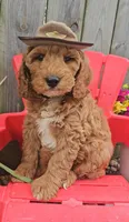 Ranger Joe (miniature), a male Goldendoodle and Miniature Goldendoodle for sale in Indianapolis, IN – Photo 5 of 6